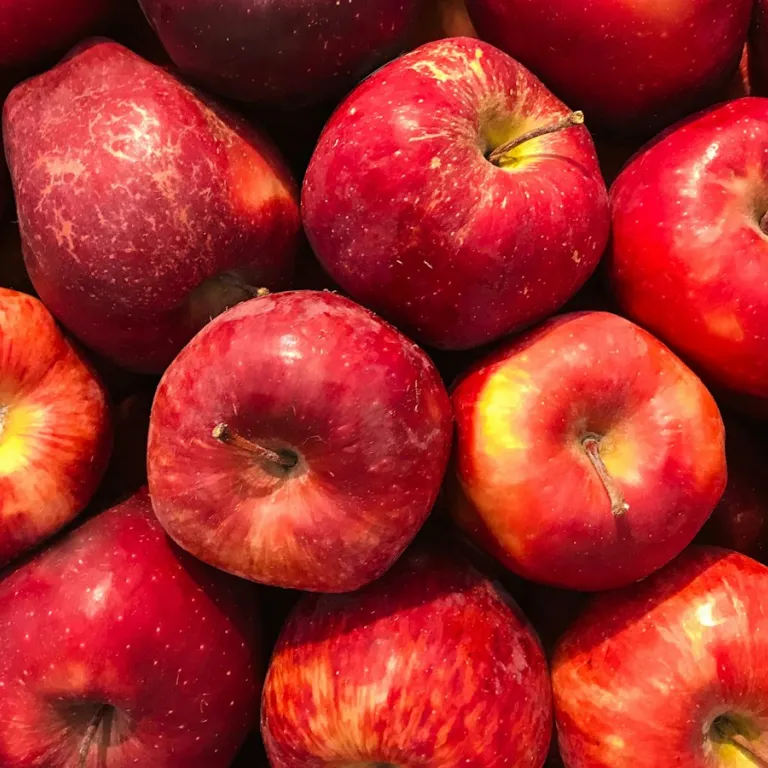 Harvest on the plate: how Boston hotel kitchens cook the New England autumn