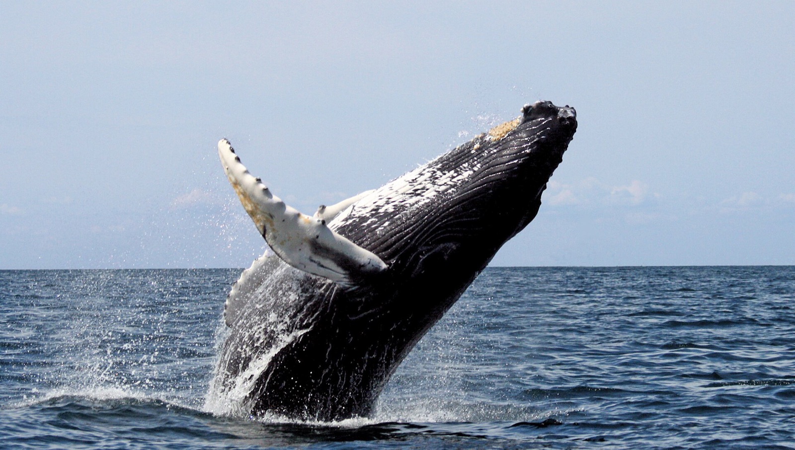 A humpback whale breaching at Stellwagen Bank off Boston