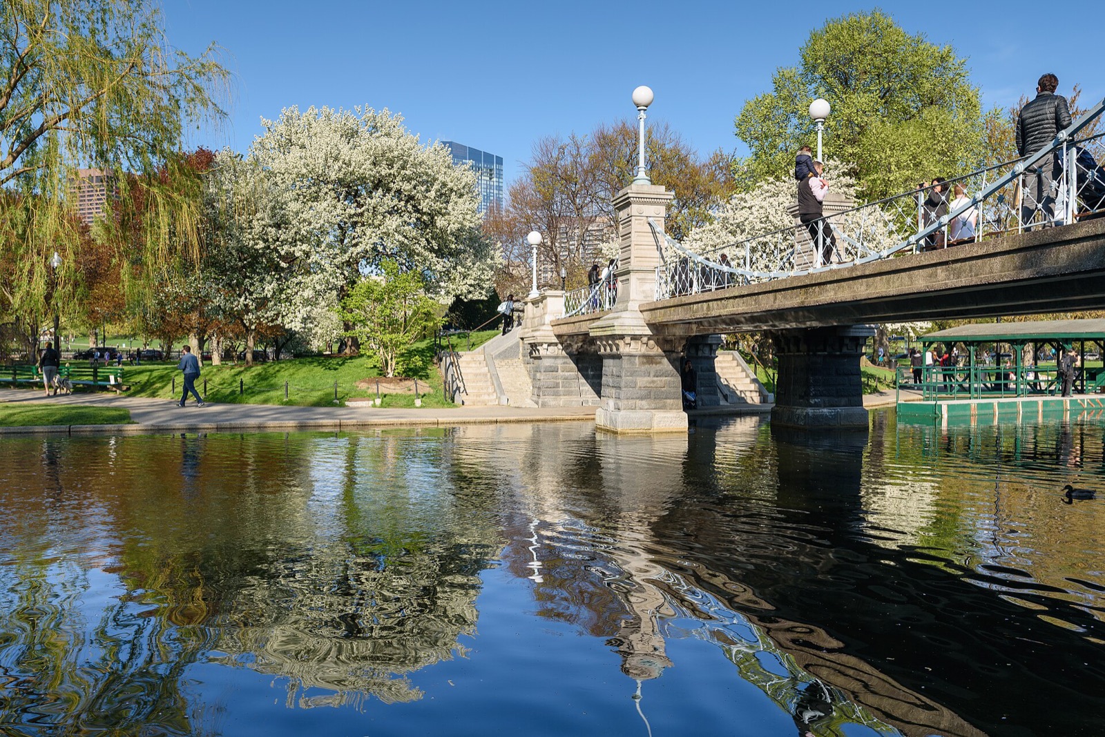 The Lagoon Bridge in the Boston Public Garden with trees in blossom, May